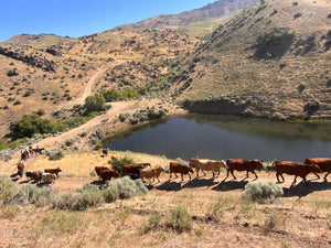 The Herd
